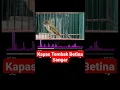 Download Lagu Sangar Tembakan Kapas Tembak #shorts #kapastembak #cucakjenggot #masterankapastembak #masteranmurai