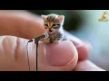 Download Lagu KUCING NYANYI RAHMATAN LIL ALAMEEN | Kucing Shalawat