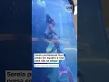 Download Lagu #Shorts- Sereia profissional fica presa em aquário e luta para não se afogar