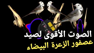 الصوت الأقوى لصيد عصفور الزعرة البيضاء2023  الصوت الأقوى لصيد عصفور الزعرة البيضاء2023