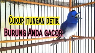 Download Burung Kehicap Ranting GACOR Nembak Panjang MP3