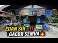 Lagu EDAN SIH… KIOS KECIL INI LAGI² BIKIN HEBOH‼️ STOK BURUNGNYA GACOR SEMUA, PANTES DIBURU‼️