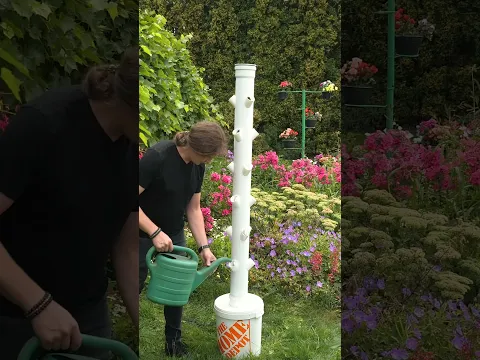 Fresh Lettuce Straight from Backyard