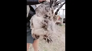 اجمل طريقه حتى تعرف الدجاجه البياضه اشترك بالقناه 