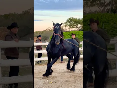 Y que bailen los caballos compa @alanaramburooficial 🔥🫡 #corridos #regional #musica #mexico