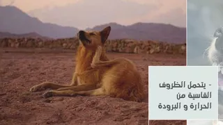 وثائقي عن الكلاب البلدي 