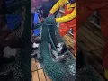 Real Mermaid Caught on Camera by Fishermen Shocking Ocean Discovery