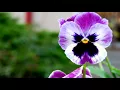 恬妞 Tian Nu - Esperándote bajo la lluvia (Sub Español) (English CC) · 等你在雨中  歌詞版  西英語字幕