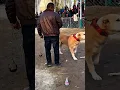 Download Lagu Danger Dog Fight ⚠️🐕‍🦺 #fight #dogaggression #shorts