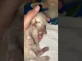 Download Lagu Bayi kucing baru lahir 7hari sesak nafasnya 😭