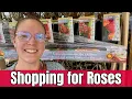 Shopping for BARE ROOT ROSES at Home Depot Learn About Rose Types with Me
