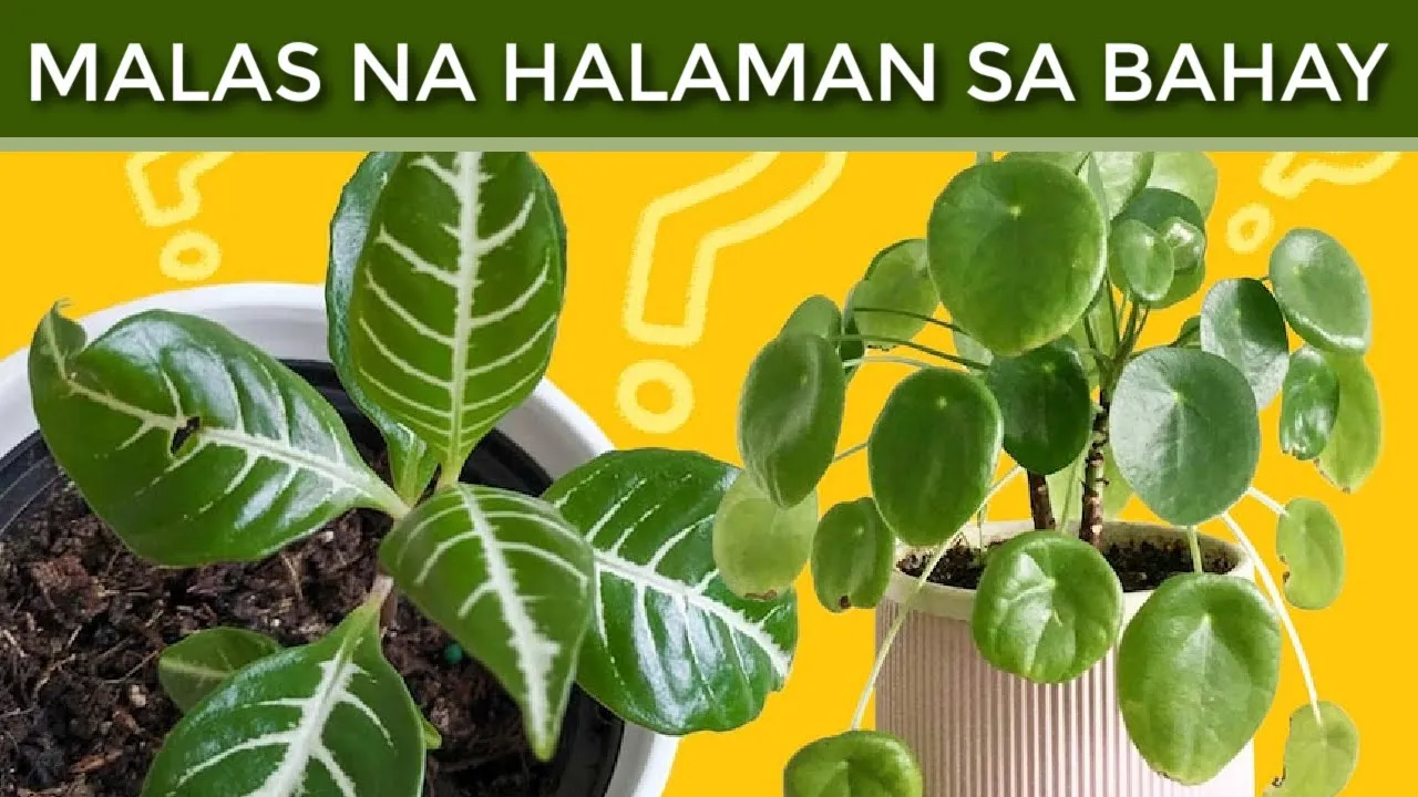 7 UNLUCKY Plants Na Hindi mo Dapat Ilagay sa Loob ng Iyong Bahay Ngayon 2021