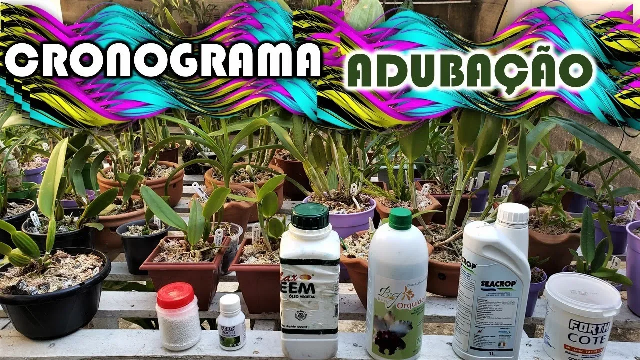 CRONOGRAMA (TABELA) DE ADUBAÇÃO PARA ORQUÍDEAS