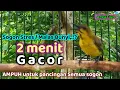 Download Lagu PANCINGAN SOGON GACOR Ampuh TUK sogon stres macet bunyi! #pancingansogonbunyi #sogonijoan #sogonbaha