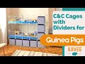 NEW Launch At Kavee C and C Cages with Dividers for Guinea Pigs