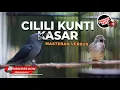 Download Lagu 🔴Kompilasi Masteran Srigunting Abu Abu Isian Cililin Kunti vs Kapas Tembak Gacor Kasar