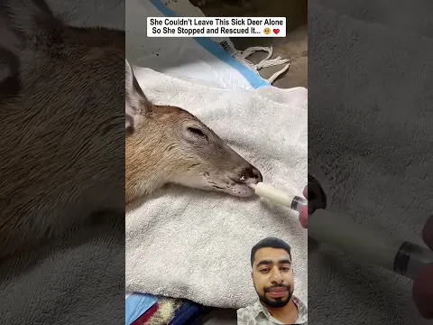 #deer #animalrescue #animals #funny #nest #nest #comedy #memes #birds #cuteduck #wildlife #wild