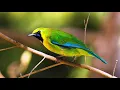 Download Lagu 🔊SUARA PIKAT BURUNG MURAI RANTING / CUCAK RANTING