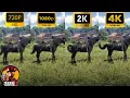 RDR2 Graphics Test 720p vs 1080p vs 2K vs 4K Best Resolution Comparison