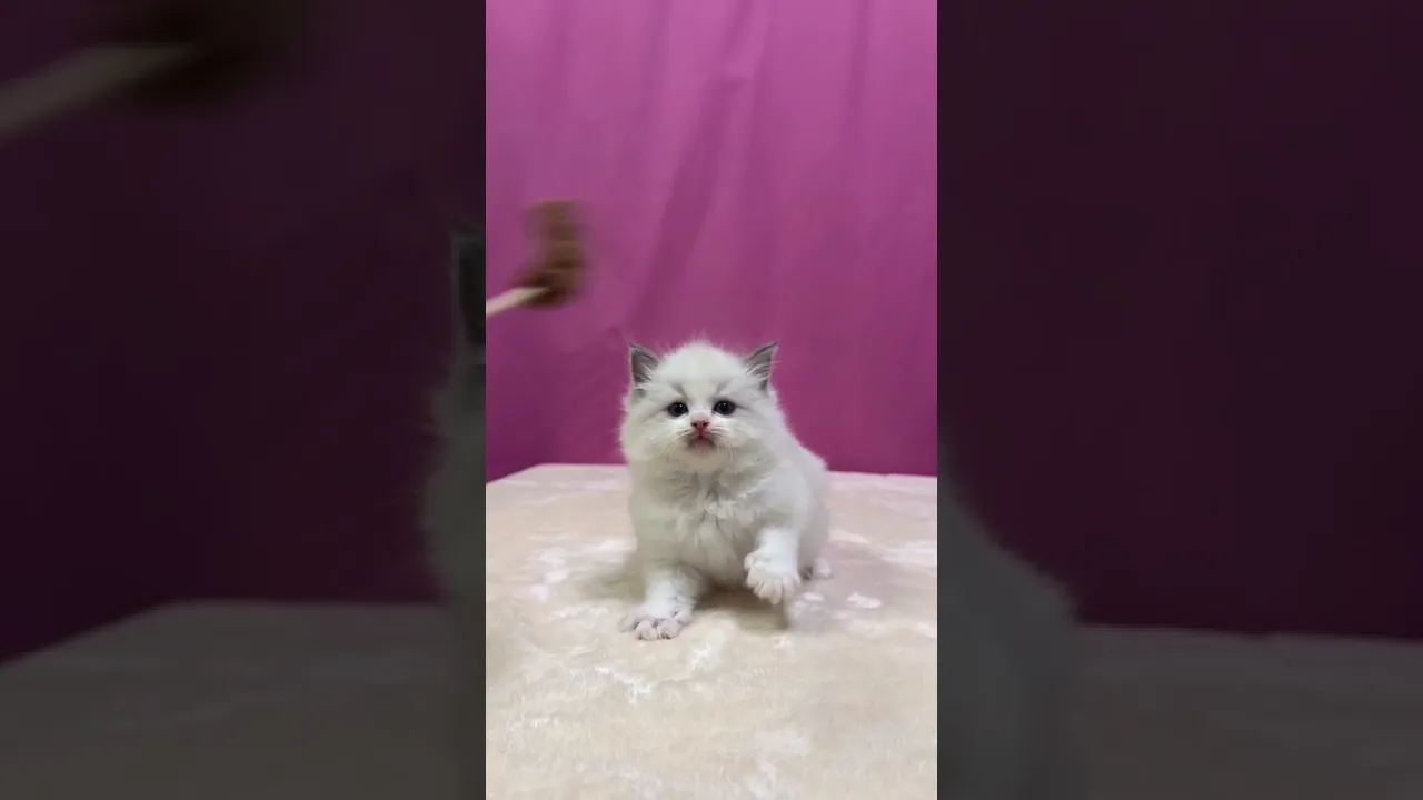 動画
