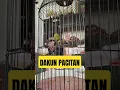 Download Lagu DAKUN PACITAN MANTENAN ZIPPER #pleci #plecidakun #masteranburung #pcmi #dakunpacitan #kicaumania
