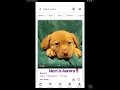 Dogs for adoption on PETFINDER