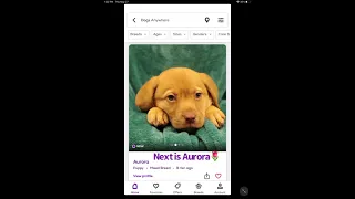 Dogs for adoption on PETFINDER