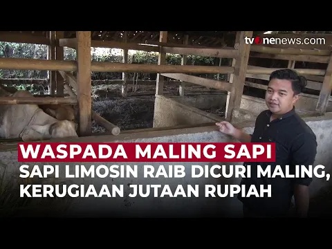 Waspada! Jelang Idul Adha, Sapi Limosin Warga Sumedang Raib Digondol Maling