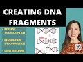 PRODUCING DNA FRAGMENTS - Methods to produce DNA fragments for A-level recombinant DNA technology