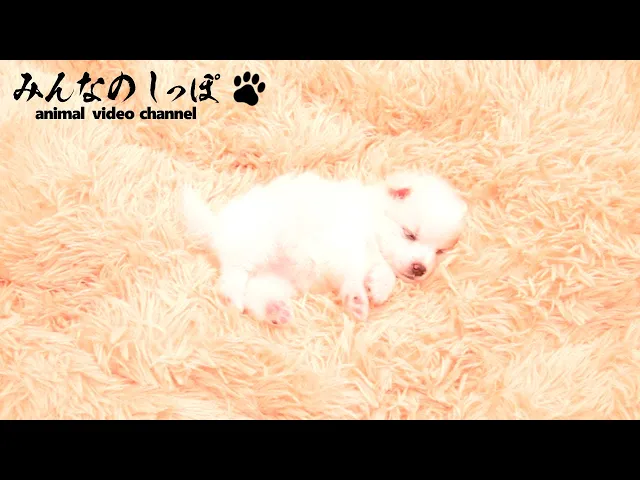動画