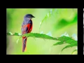 Download Lagu رح حلفك بالغصن يا عصفور - وديع الصافي