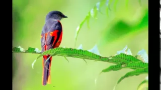 رح حلفك بالغصن يا عصفور   وديع الصافي دندنها