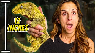 We Found The World's Largest Baby Gecko!