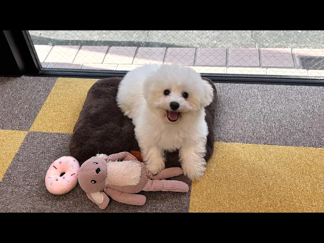 動画