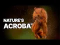 Secret Squirrels Hidden Lives The Masters of Survival