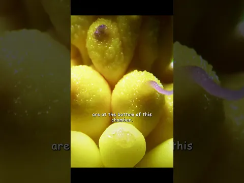 The pollination methods of these plants are truly as varied as can be. #shortvideo #wildlife