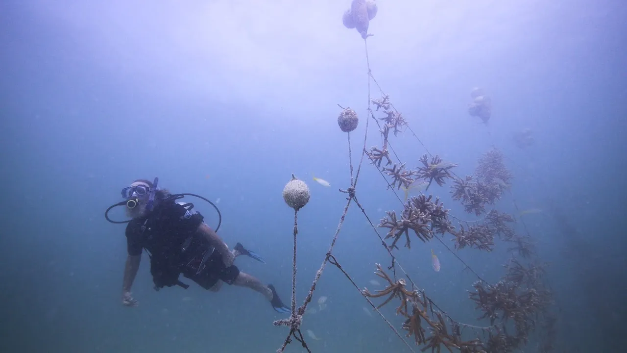 A Breakthrough for Coral Reef Restoration