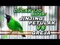 Download Lagu CUCAK IJO MATERI MEWAH JINJING PETULAK VS GREJA TARUNG NGECRET PANJANG COCOK BUAT MASTERAN IJO BAHAN