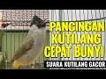 Download Lagu Pancingan Kutilang Cepat Bunyi 🔥 Suara Kutilang Gacor Untuk Masteran \u0026 Pancingan