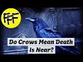 Do Crows Mean Death Is Near