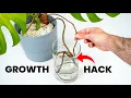 Should You Do THIS To Your Plant s Aerial Roots