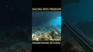 Spearfishing Snapper, Northeast Panama, Caribbean #survivor #boatlife #spearfishing