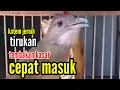 Download Lagu siulan kapas tembak paling enak. pancingan meliuk master kapas tembak. burung katem gacor