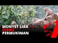 Download Lagu Monyet Liar Serbu Permukiman, Warga Resah \u0026 Ketakutan | tvOne