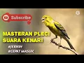 Download Lagu MASTERAN PLECI SUARA KENARI, JERNIH DI JAMIN CEPAT MASUK