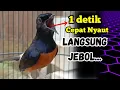 SUARA PANCINGAN MURAI BATU GACOR AMPUH JADIKAN MURAI BATU AGAR NYAUT BUNYI