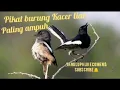 Download Lagu pikat burung Kacer hutan paling ampuh