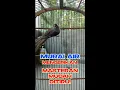 Download Lagu Murai Air Full Masteran: Cepat Ditiru, Cocok untuk Harian \u0026 Lomba!