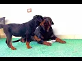 Rottweiler Puppy Playing With His Dad