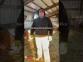 The End of OTC Livestock Antibiotics